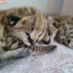 Serwal afrykański,  Serval, Leptailurus serval - HODOWLA PL*