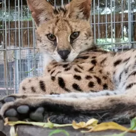 Serwal afrykański,  Serval, Leptailurus serval - HODOWLA PL*