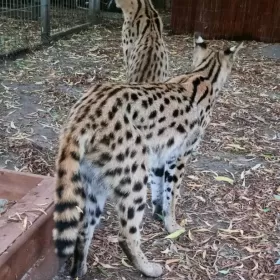 Serwal afrykański,  Serval, Leptailurus serval - HODOWLA PL*