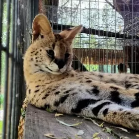 Serwal afrykański,  Serval, Leptailurus serval - HODOWLA PL*