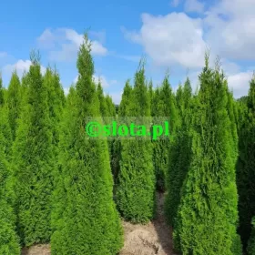 Żywotnik 'Smaragd' 200-225cm /tuja szmaragd thuja