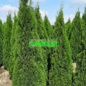 Żywotnik 'Smaragd' 200-225cm /tuja szmaragd thuja