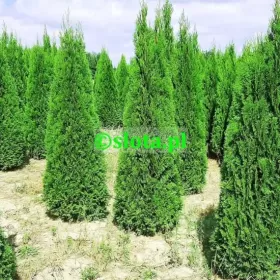 Żywotnik 'Smaragd' 200-225cm /tuja szmaragd thuja