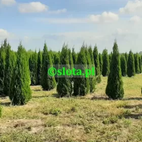 Żywotnik 'Smaragd' 200-225cm /tuja szmaragd thuja