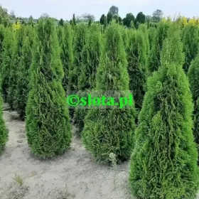 Żywotnik 'Smaragd' 200-225cm /tuja szmaragd thuja