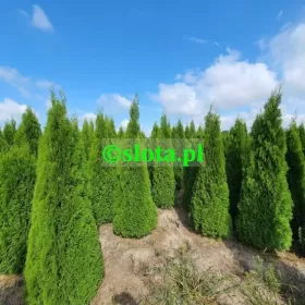 Żywotnik 'Smaragd' 200-225cm /tuja szmaragd thuja