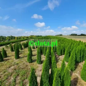 Żywotnik 'Smaragd' 200-225cm /tuja szmaragd thuja