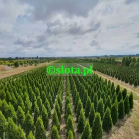 Żywotnik 'Smaragd' 200-225cm /tuja szmaragd thuja