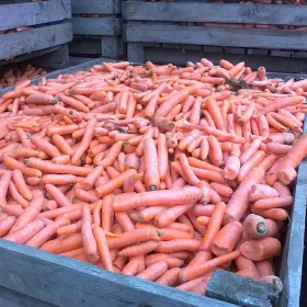 Marchew odsort / odpadowa czysta + dobra jakość  minimum 15-25ton