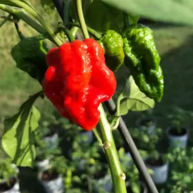 SuperHot papryczki Carolina Habanero Trinidad własn.prodkc.200 gram