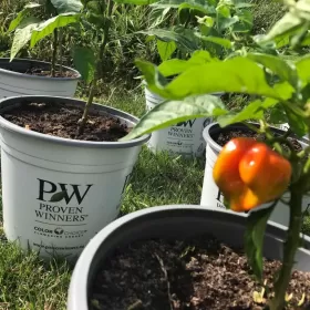 SuperHot papryczki Carolina Habanero Trinidad własn.prodkc.200 gram