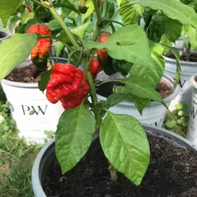 SuperHot papryczki Carolina Habanero Trinidad własn.prodkc.200 gram