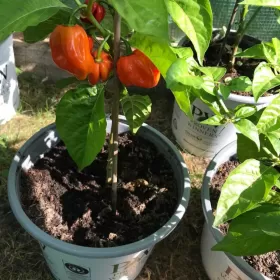 SuperHot papryczki Carolina Habanero Trinidad własn.prodkc.200 gram