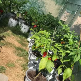 SuperHot papryczki Carolina Habanero Trinidad własn.prodkc.200 gram
