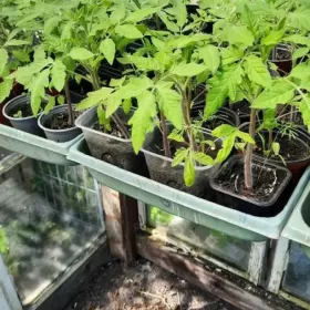 Sadzonki pomidorów, różne gatunki.