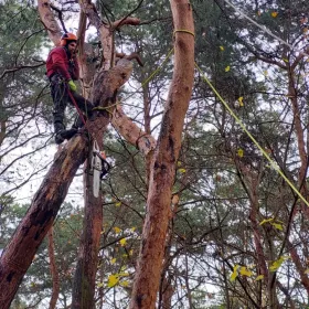 wycinka drzew karczowanie rębak skup drzew na pniu podnośnik koszowy