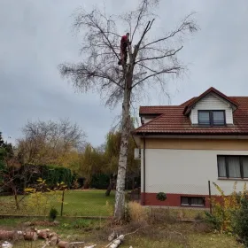 wycinka drzew karczowanie rębak skup drzew na pniu podnośnik koszowy