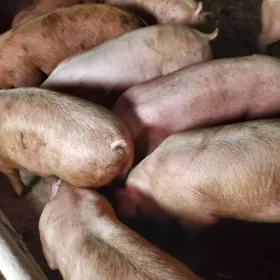 Polskie półtusze wieprzowe od ROLNIKA lub rozebrane