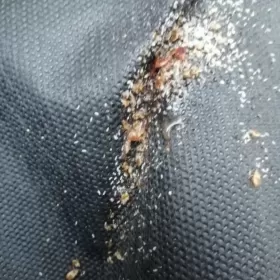 Usuwanie pluskiew, odpluskwianie, dezynsekcja Łódź, łódzkie!