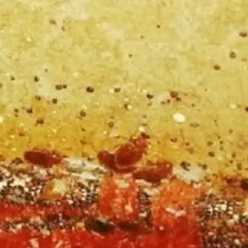 Usuwanie pluskiew,odpluskwianie Opróżnianie mieszkań domów garaży