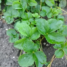Sadzonki truskawek gigant odmiana