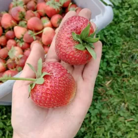 Sadzonki truskawek gigant odmiana