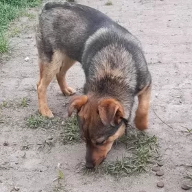 Lontek , malutki piesek ok 1 roku