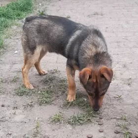Lontek , malutki piesek ok 1 roku