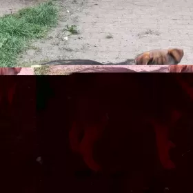 Lontek , malutki piesek ok 1 roku