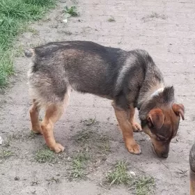 Lontek , malutki piesek ok 1 roku
