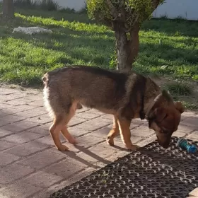 Lontek , malutki piesek ok 1 roku