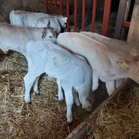 Zamość byczki miesne do sprzedania