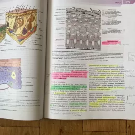 Histologia Zabla