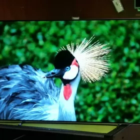 Telewizor Philips Oled 65 cali 4K UHD,Android,Ambiliht3 Ideał