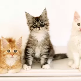 MAINE COON kocięta rodowód FPL