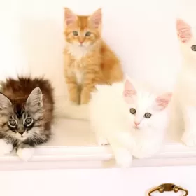 MAINE COON kocięta rodowód FPL