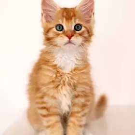MAINE COON kocięta rodowód FPL