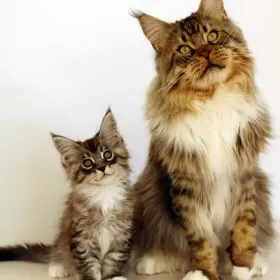 MAINE COON kocięta rodowód FPL