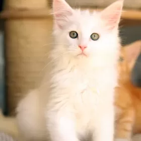 MAINE COON kocięta rodowód FPL