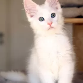 MAINE COON kocięta rodowód FPL
