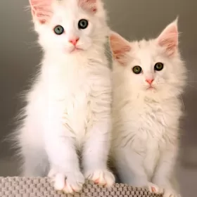 MAINE COON kocięta rodowód FPL