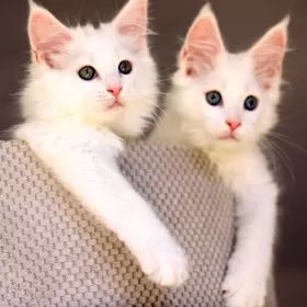 MAINE COON kocięta rodowód FPL