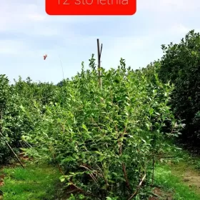 DUŻE KILKULETNIE KRZEWY BORÓWKI. Likwidacja plantacji. Bardzo ładne.
