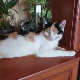 Kotunia bez języka szuka domu