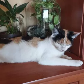 Kotunia bez języka szuka domu