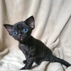 Lucyferek czarny kocurek Devon Rex