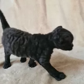 Lucyferek czarny kocurek Devon Rex