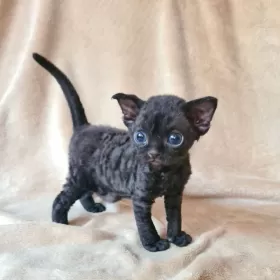 Lucyferek czarny kocurek Devon Rex