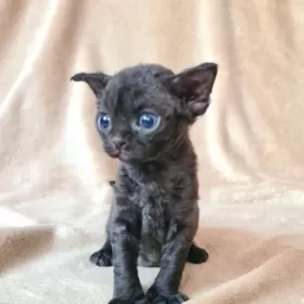 Lucyferek czarny kocurek Devon Rex