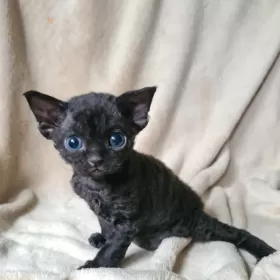 Lucyferek czarny kocurek Devon Rex